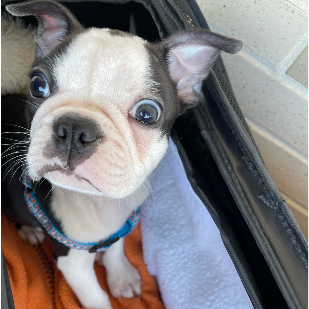 Meet Ripp 💙 A new family addition 💙